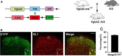 Neuroligin1 Contributes to Neuropathic Pain by Promoting Phosphorylation of Cofilin in Excitatory Neurons